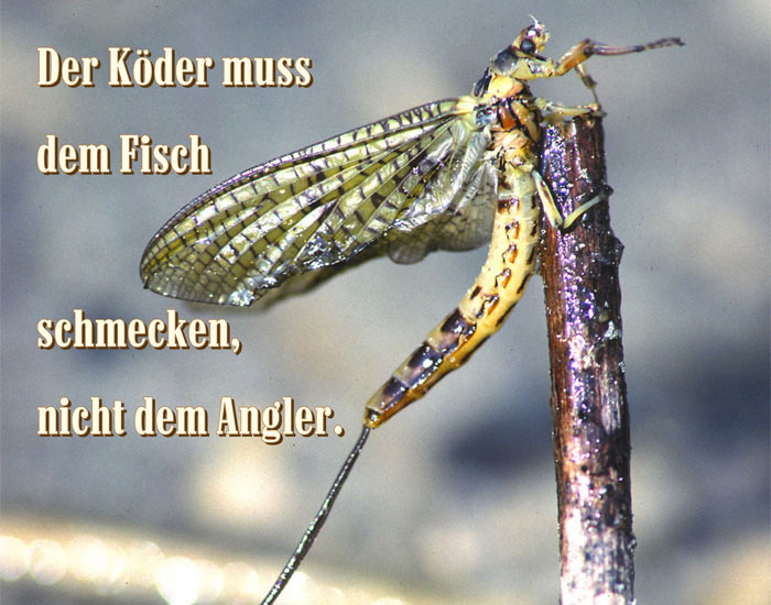 Aufmacher Grafik-Design